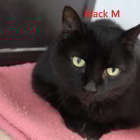 Black M, chat à adopter