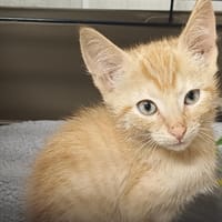 GINO      CT, chat à adopter