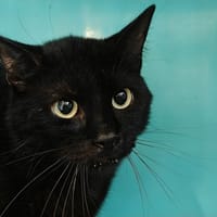 POPEYE, chat à adopter