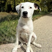 Penny, chienne à adopter