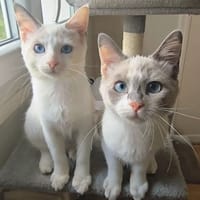 LILAS et ANOUCHKA, chatte à adopter