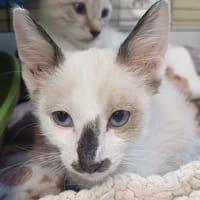 GINGER        ct, chat à adopter