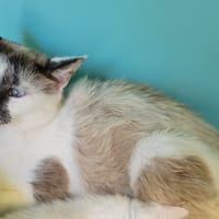 FANTASIA, chatte à adopter