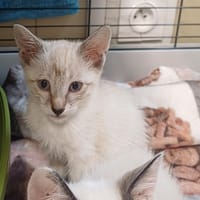 FOXY      CTTE, chatte à adopter