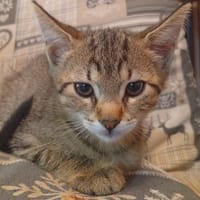 PITO      CT, chat à adopter