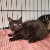 ALMA, chatte à adopter