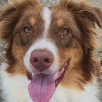 V'OTAH, chien à adopter