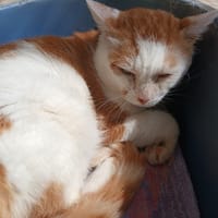 ZANZIBAR, chat à adopter
