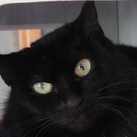 GAUFRETTE, chatte à adopter