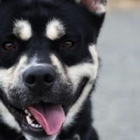 Max, chien à adopter