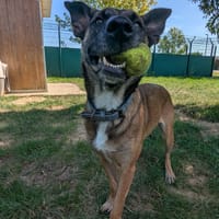 TESSY, chienne à adopter