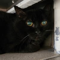 HASHTAG QCT, chat à adopter