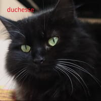 Duchesse, chatte à adopter