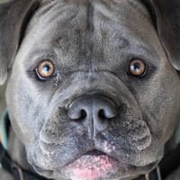 LINK dit SAÏKO, chien à adopter