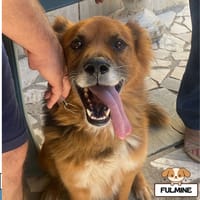 Fulmine, cane da adottare