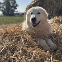 BLANCO, cane da adottare