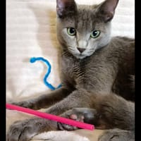 PAIGE, chatte à adopter