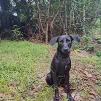 Tessy, chienne à adopter
