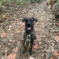 Nikkie, chienne à adopter