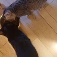 ALPHA, chat à adopter