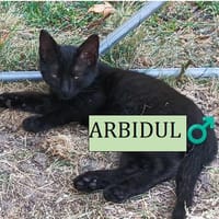 ARBIDUL  A RESERVER, chat à adopter