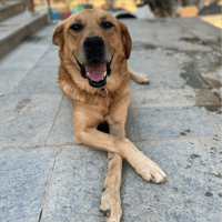 Miguel, chien à adopter
