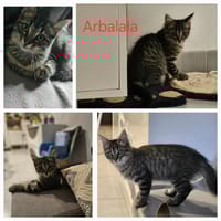 ARBALA, chatte à adopter