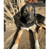 Pepita, chienne à adopter