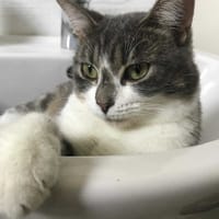 MAYA, chatte à adopter