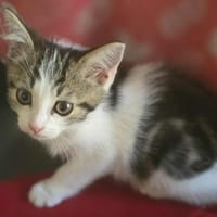 Sylas, chat à adopter