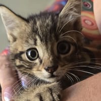 Vibe, chat à adopter