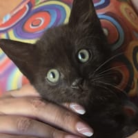 Sonic, chat à adopter