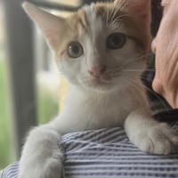 Anémone, chatte à adopter