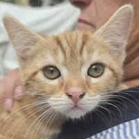 Camélia, chatte à adopter