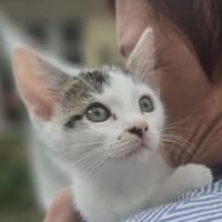 Milky, chat à adopter