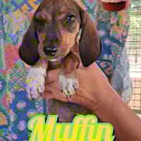 MUFFIN della serie I DOLCETTI, cane da adottare
