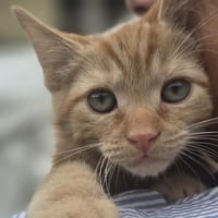 Caramel, chat à adopter