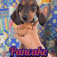 PANCAKE della serie I DOLCETTI, cane da adottare