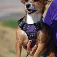 LUCI, chienne à adopter