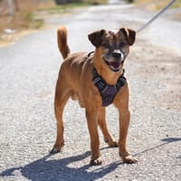 ABU, chien à adopter