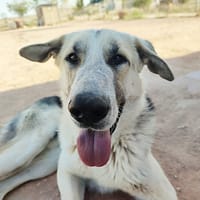 KIKO (Animalcazar), chien à adopter