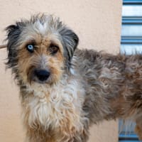 ASIA (Maria), chienne à adopter