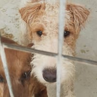 DIVER (Maria), chien à adopter
