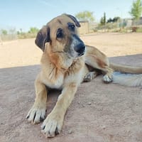 KIKA (Animalcazar), chienne à adopter