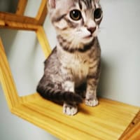 Angel chatonne, chatte à adopter