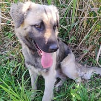 Ulysse, chien à adopter