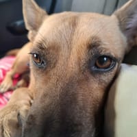 Pitaya, chienne à adopter
