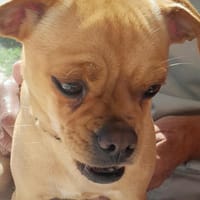 Francine, chienne à adopter