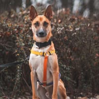Diego, pies do adopcji