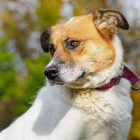 Byku, pies do adopcji